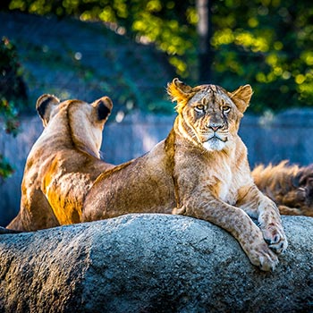 Best Hotel near Lincoln Park Zoo